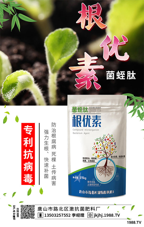 白菜霜霉病是如何引起的？有哪些危害？白菜霜霉病的預(yù)防措施