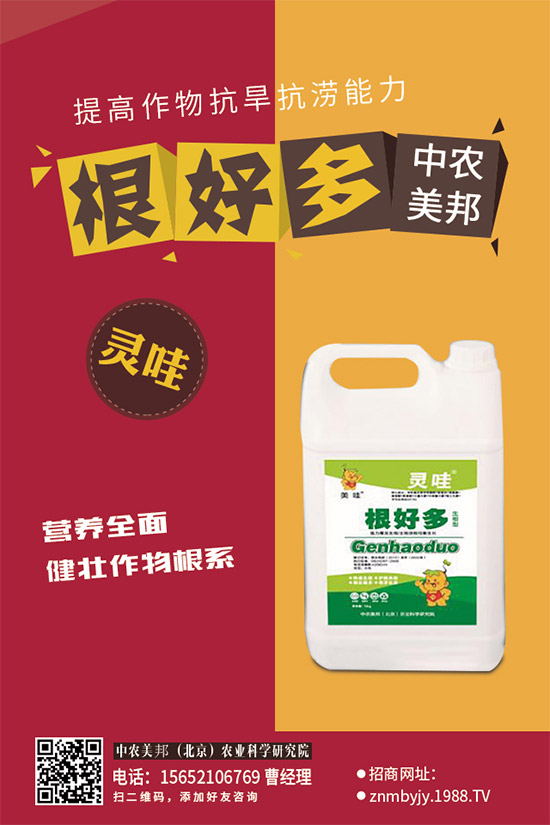 油麥菜白粉病有哪些危害？是如何引起的？油麥菜白粉病的防治措施