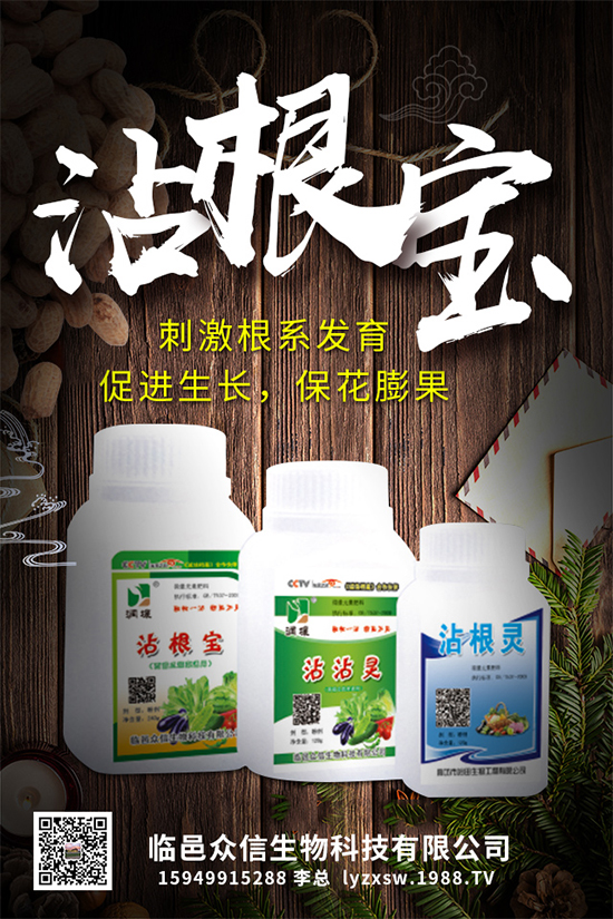 大棚種植黃瓜優(yōu)質(zhì)高產(chǎn)管理，肥料需要這樣施！