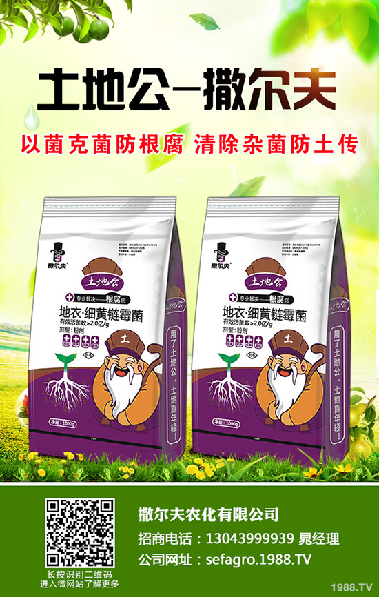     秋季大棚種植什么比較好？種植什么蔬菜好及推薦品種！秋茬大棚種植指南！