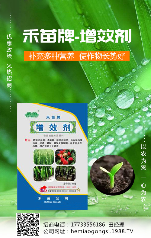 香瓜種植管理做好這些，產(chǎn)量收益有