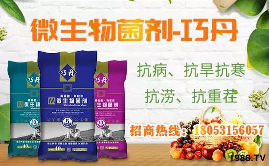 【微生物菌劑+有機肥】效果牛逼！施一遍頂三遍，省力又高產(chǎn)！