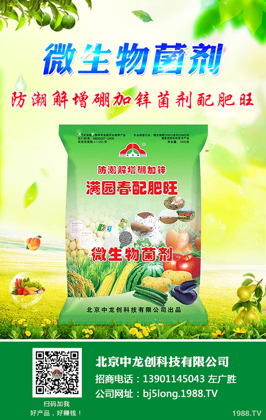 柑橘什么時候種植更好？柑橘的栽培要點有哪些？