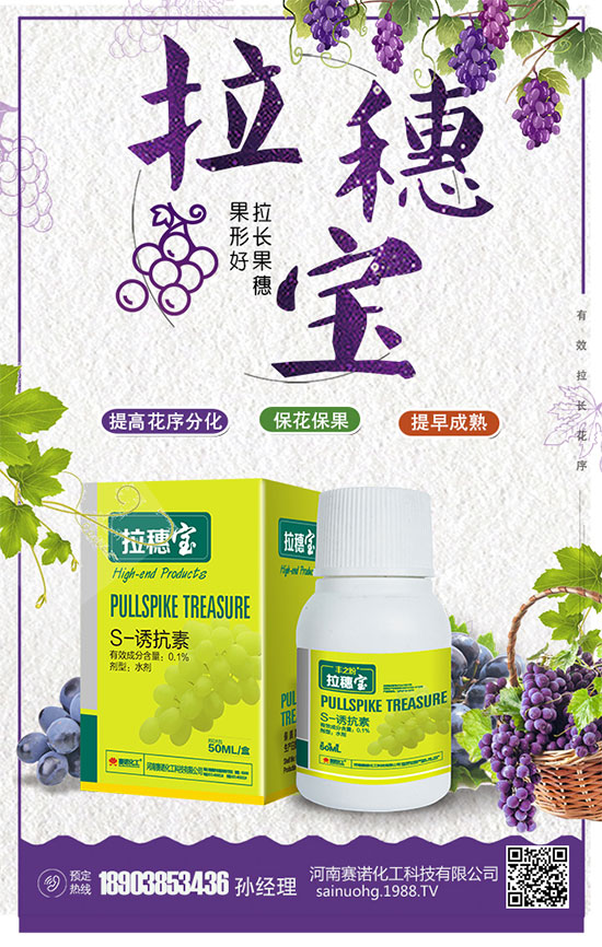 洋蔥什么時間種植？洋蔥的品種及高產(chǎn)種植方法！