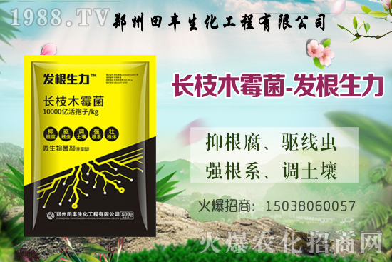 小麥漲價了！今日小麥價格穩(wěn)中偏強，部分地區(qū)繼續(xù)上漲！