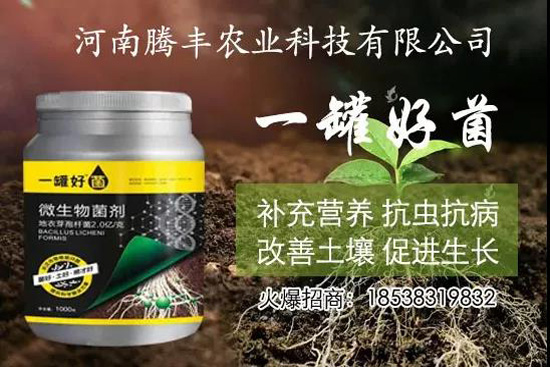 葛根種植幾年可以賣(mài)，高產(chǎn)葛根種植方法！