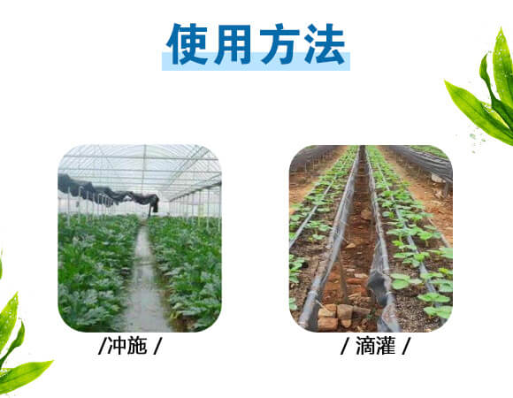 美果膨果型有機(jī)水溶肥料-一畫農(nóng)業(yè)_10