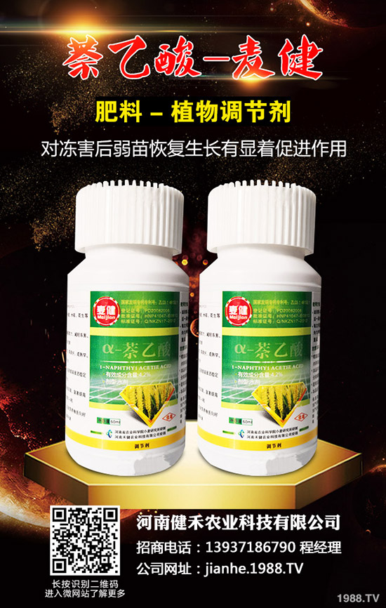 辣椒溫室白粉虱蟲害嚴(yán)重怎么辦，辣椒溫室白粉虱的發(fā)生與防治！