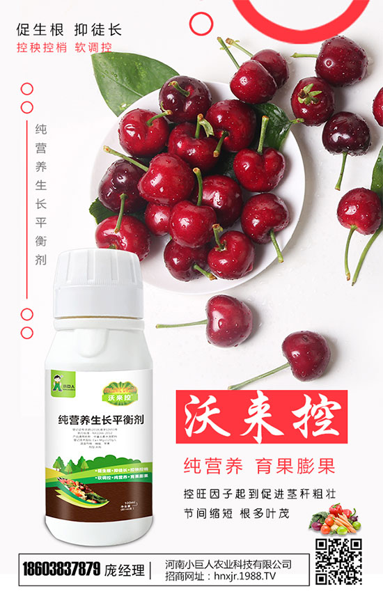 蒲公英的藥用價(jià)值，種植蒲公英畝產(chǎn)量及收益！