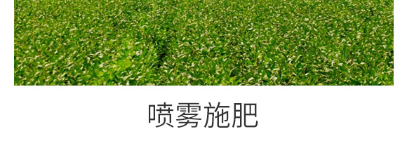 膨大素-鑫科植保_08