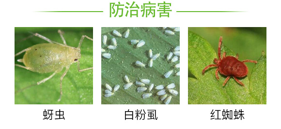 有效生物制劑-蚜虱勿擾-強農生物_03