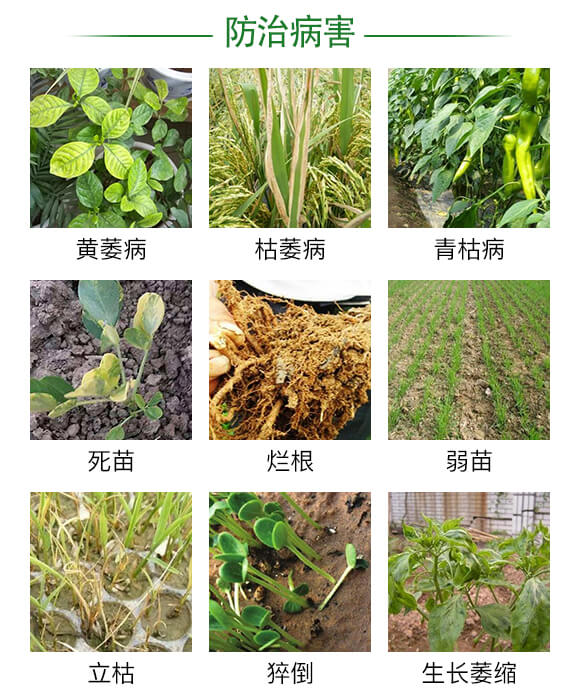 微生物菌劑-土勁克-奧萊斯_03