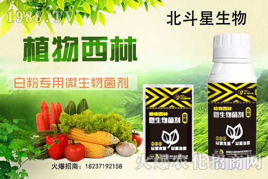 微生物菌劑為什么能防治白粉??？白粉專用微生物菌劑有什么特點(diǎn)？