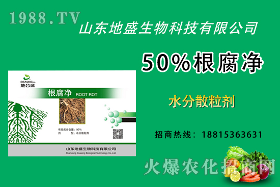 根腐病危害重，如何做好根腐病的防治？這樣做50%根腐凈！