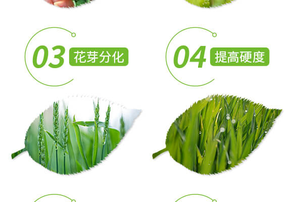 特優(yōu)硼-芽滿花-愛(ài)農(nóng)斯達(dá)_05