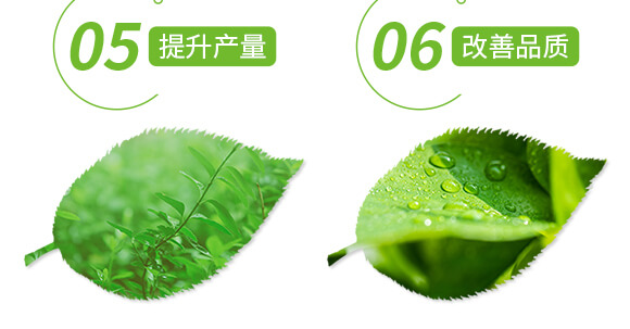 特優(yōu)硼-芽滿花-愛(ài)農(nóng)斯達(dá)_06