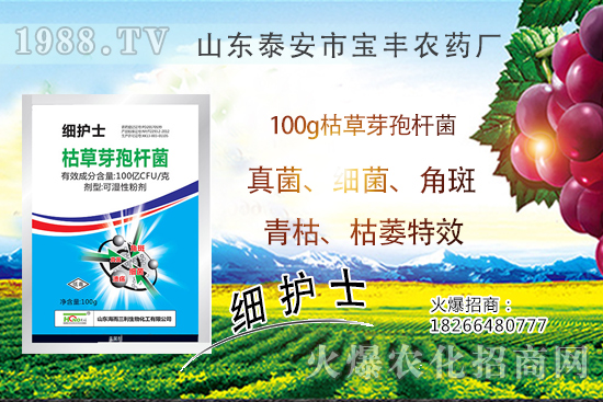     作物萎蔫、干枯，多半是發(fā)生了青枯??！青枯病VS枯萎病！教你鑒別難治病害！