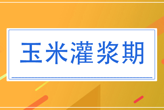 8月玉米灌漿期將怎么管理？