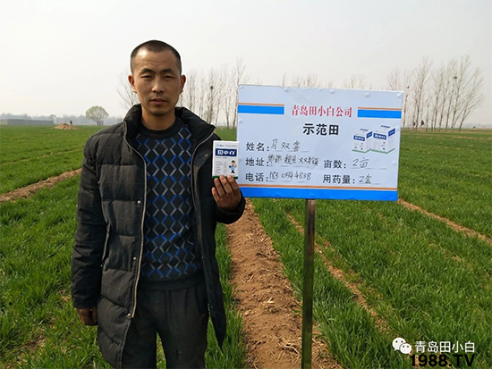 小麥雜草，節(jié)節(jié)麥泛濫成災(zāi)，怎么辦？小麥除草劑怎么選