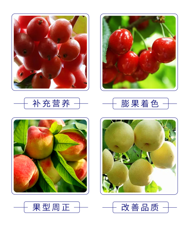 蓓美沖施膨果型-騰豐農(nóng)業(yè)_05