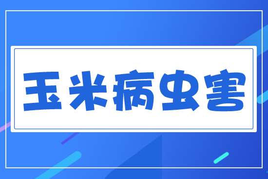 玉米重大病蟲害