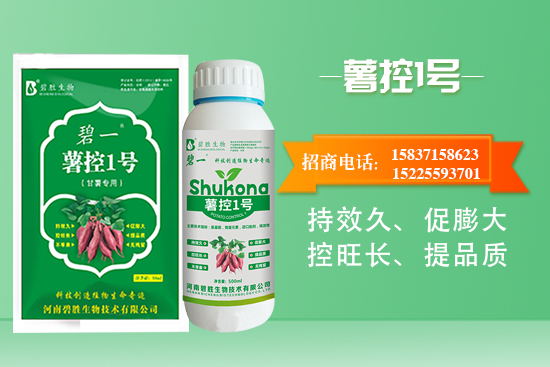 紅薯如何控旺？紅薯控旺有哪些措施？控旺產(chǎn)品怎么選？