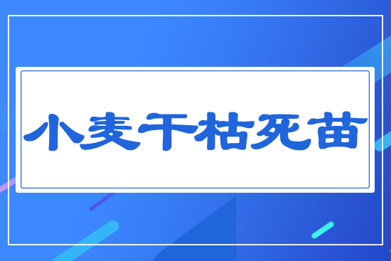 小麥干枯死苗