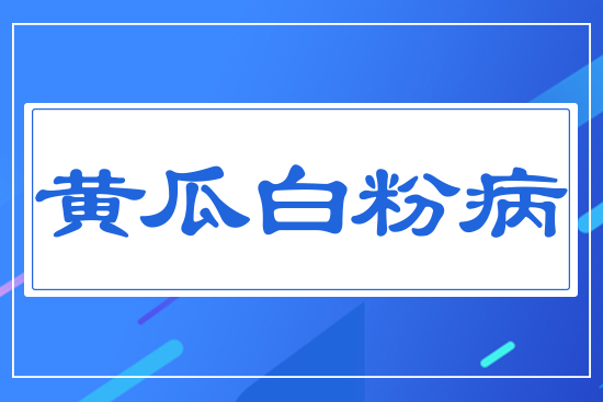 黃瓜白粉病