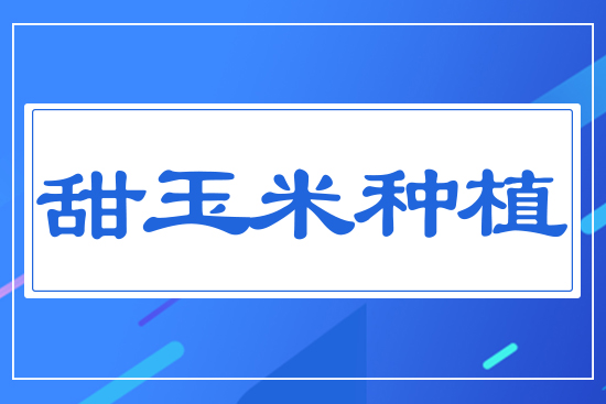 甜玉米種植