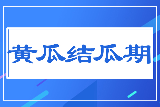 黃瓜結(jié)瓜期