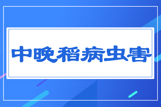 中晚稻病蟲害