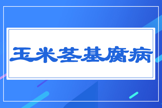 玉米莖基腐病