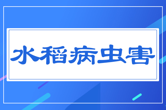 水稻病蟲(chóng)害