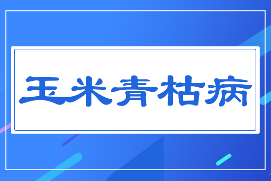 玉米青枯病