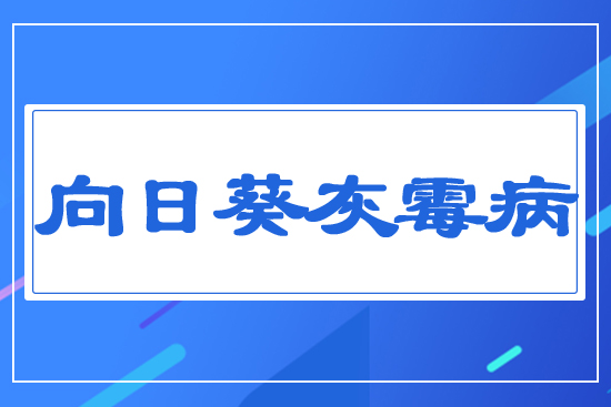 向日葵灰霉病