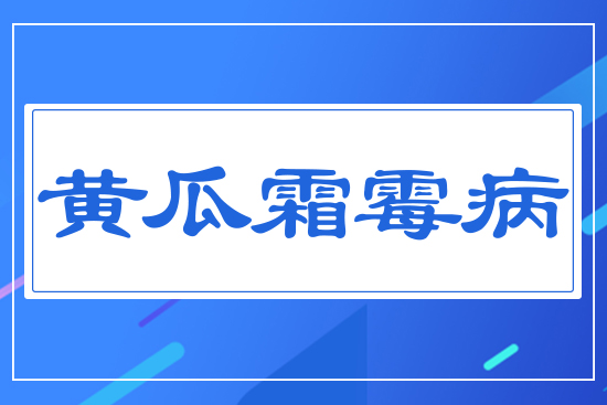 黃瓜霜霉病