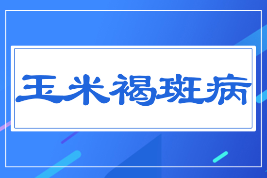 玉米褐斑病