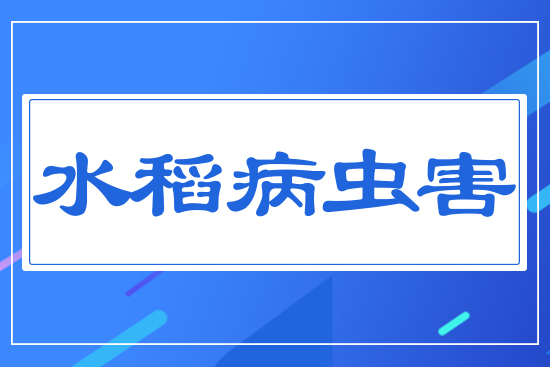 水稻重大病蟲害