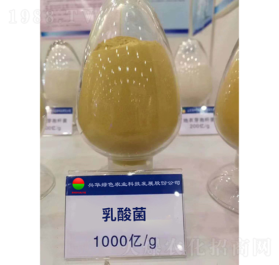 乳酸菌-興華綠色