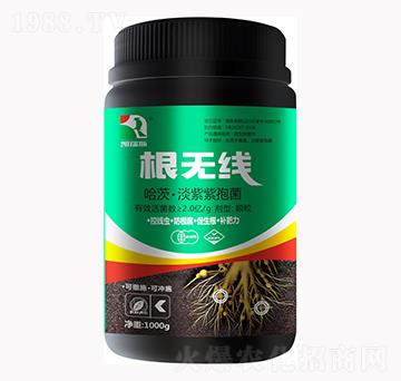 哈茨·淡紫紫孢菌-根無線-凱瑞斯